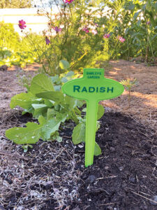 green garden stake with the word "radish" on it